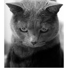 Novemberkalender mit Foto einer grauen Katze von vorn. Casares Edition.
