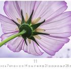Text "11" oben. Unterhalb Kalenderdaten 1 bis 30. Riesenblüte von unten: lila Blütenblätter, grüner Stängel.