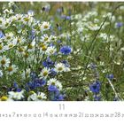 "11" und "CASARES EDITION" stehen unten. Weiße Gänseblümchen und blaue Kornblumen füllen eine blühende Wiese.