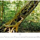 Monat November, Kalender mit Dschungelmotiv. Ein großer Baum mit luftigen, verwobenen Wurzeln im dichten Wald.