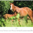 11. Unter Bäumen steht ein braunes Pferd mit Fohlen auf einer grünen Wiese.