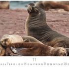 Text: "Seelöwen", "11". 

Eine Gruppe Seelöwen ruht eng zusammen auf einem felsigen Strand.