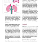 Anatomie der Nebennieren: Querschnitt der Nebennieren zeigt rechte und linke Niere. Text beschreibt Stressreaktionen.