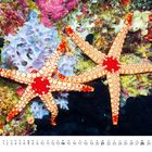 11, Kalender mit Datumsgitter; zwei orange-rote Seesterne auf buntem Meeresboden.