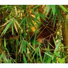 Text: "Sleeping rest in the trees. Orangutans bauen jeden Abend ein neues Schlafnest..." Ein Orang-Utan schaut durch dichten Bambus.