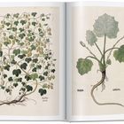 Links: “COMMON HOP | HOPFEN | HOUBLON”, Illustration von Hopfenranken. Rechts: “COLTSFOOT | HUFELATTICH | PAS-D’ÂNE”, Illustration von Huflattich.