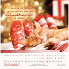 „Ich wünsche dir, dass du niemals aufhörst, über das Weihnachtswunder zu staunen.“ Dezemberkalender mit Katze.