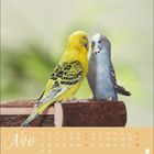 "Nov" und Kalendarium für November. Zwei Wellensittiche auf einem Stück Holz, ein gelber und ein blauer. Hintergrund: unscharf grün.