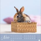 "Nov" und Kalendertage. Ein Kaninchen sitzt in einem kleinen Korb auf einem unscharfen Hintergrund mit pastellfarbenem Kissen.