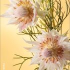 Mini-Protea, Novemberkalender mit eleganter Schrift. Weiße Blüten vor gelbem Hintergrund.