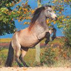 Der Text "November" steht oben. Ein steigendes Pferd vor herbstlichem Hintergrund mit bunten Blättern.