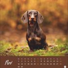 Kalender mit November-Daten. Ein Dackel sitzt auf grünem Moos, Hintergrund in warmen Herbsttönen.