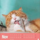 Nov, Kalender mit Kätzchen, das sich die Pfote leckt; entspanntes Tier auf hellgrünem Hintergrund.