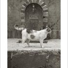 Text unten: "11". Eine Katze geht vor einem gemauerten Brunnen mit einem Wasserspeier.