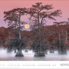 Im Vordergrund sind Kalenderdaten für November zu sehen. Ein herbstlicher Wald mit hohen Bäumen und Nebel liegt dahinter.