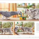 "BRITISCH KURZHAAR, SILVER TABBY und Graupapagei. Text über Fell- und Federkombination. Kalenderseite November mit großer Katze und Papagei."