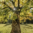 11, 2021. Kalenderblatt mit einem Baum im Sonnenlicht, umgeben von grünen und gelben Blättern auf einer Wiese.