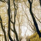 Kalenderblatt mit "11" in gold. Wochenbeginn: Montag. Waldweg mit hölzerner Treppe, neblige Atmosphäre, Bäume mit dünnen Stämmen.