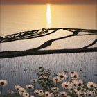 Kalenderseite für November 2021 mit Sonnenuntergang über Reisfeldern und davor blühende weiße Blumen.