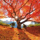 Kalenderseite für November 2021. Ein Baum mit leuchtend roten Blättern, darunter herbstlich bedeckter Boden.