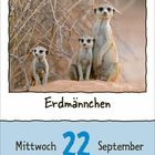 "Erdmännchen" und "Mittwoch 22 September". Drei Erdmännchen stehen aufmerksam zwischen Ästen auf einem Hügel.