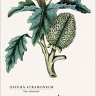 "Datura Stramonium, Fam. Solanaceae." Illustration einer Pflanze mit weißen Blüten und stacheligen Früchten auf Kalenderblatt.