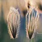 Text: "November" und ein Kalendarium. Zart beleuchtete Gräser stehen im Vordergrund, weich fokussierter Hintergrund.