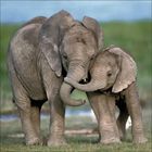 Zwei Elefanten, ein großer und ein kleiner, stehen eng beieinander auf grünem Gras mit verschwommenem Hintergrund.