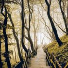 Ein hölzerner Pfad führt durch einen nebligen, verwunschenen Wald mit hohen, gebogenen Bäumen.