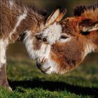 Zwei Esel stehen eng beieinander im Schnee, umgeben von einem verschneiten Wald.