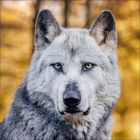 Text: "Juni 2023" auf einem Kalender. Ein Wolf steht in einer natürlichen Umgebung. Raum mit Tisch und Deko-Elementen.