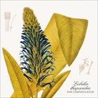 "Lobelia thapsoidea, Fam. Campanulaceae." Illustration einer Pflanze mit blauen Blüten und gelb-grünen Blättern.