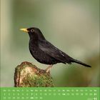 Kalender für November 2027. Amsel sitzt auf moosbewachsenem Baumstumpf, Hintergrund unscharf grün-braun.