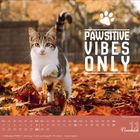 "Pawsitive Vibes Only" in großen Buchstaben mit einem Pfotenabdruck daneben, darunter ein Kätzchen im Herbstlaub.
