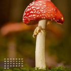 "November" und ein Kalender. Ein roter Pilz mit weißen Flecken steht in einem grünen Moosbett.