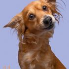 "11" und Kalendertage darunter. Ein neugierig blickender, hellbrauner Hund vor hellblauem Hintergrund.