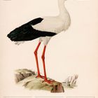 Text: "Weißstorch (Ciconia ciconia), 15 Mo bis 21 So, Februar, 07. Woche 2027." Illustration: Ein Weißstorch auf einem Felsen.
