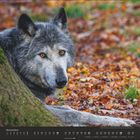 Novemberkalender mit Wolf, der über Blätter schaut. Der Wolf hat graues Fell und gelbe Augen.