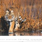 11. Ein sibirischer Tiger schreitet durch braune Gräser über eine vereiste Fläche. Darunter sind Kalendertage für den November.