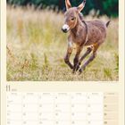 Kalender für November 2027. Feiertage: Allerheiligen, Martinstag, Buß- und Bettag, Totensonntag, 1. Advent. Ein junges Eselchen im Vordergrund.