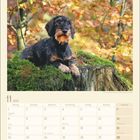 November 2027 Kalender. Dackel auf Baumstumpf in herbstlichem Wald. Datumsangaben und Feiertage sind aufgelistet.