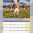 Kalendarblatt für November, darunter Kühe auf einer grünen Wiese vor bewölktem Himmel.