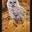 Kalender mit großer "11" und Monatstagen darunter. Foto: Waldkauz auf gelbem Nadelbaum.