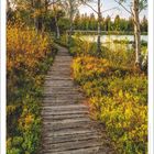 "Wie sehn’ ich mich hinaus in die freie Welt. Sophie Mereau." Kalenderseite mit einem Waldweg im Herbst.