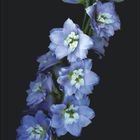 "November" und ein Kalender zum Blättern, daneben violette Blumen vor dunklem Hintergrund.