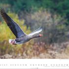 "Graugans (Anser anser)" und Kalendertage in der unteren Bildhälfte. Eine Gans fliegt vor unscharfem Hintergrund.