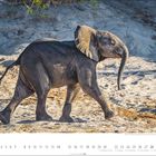 Kalenderseite mit einem Elefanten am Strand. Text: "Afrikanischer Elefant (Loxodonta africana)". November-Kalendarium darunter.