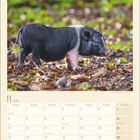Kalenderblatt für November 2027 mit Foto eines schwarz-weißen Ferkels auf Waldboden. Enthält Feiertage und Wochenzahlen.