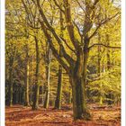 11 | 2027. Kalender mit herbstlichem Wald, goldbraune Blätter, Sonnenlicht durchflutet die Bäume.