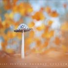 11. Kalender mit Datum und besonderen Tagen. Pilz mit schwarz-weißem Hut, umgeben von unscharfen, orangefarbenen Blättern.